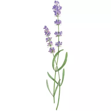 Lavender Temporary Tattoos