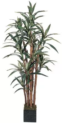 Yucca Silk Tree (5 feet tall)